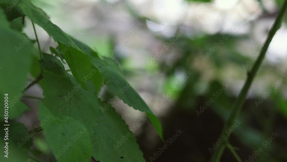 Large green leaves in a weak wind Large green leaves in a weak wind