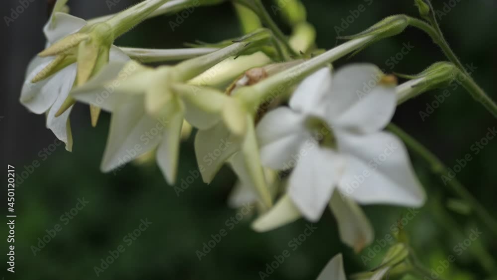 beautiful flower in the garden beautiful flower in the garden