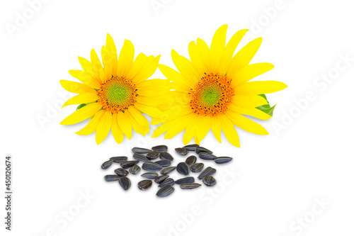 Two sunflower heads and sunflower seeds on a white background, sunflower isolate