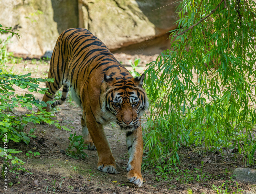 Fototapeta premium tiger in the zoo