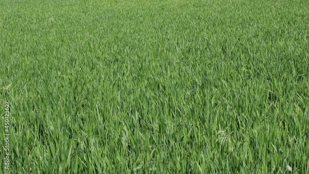 Closed up image, View of Tall green grass in a sunny day
