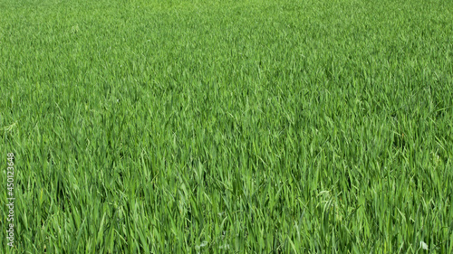 Closed up image, View of Tall green grass in a sunny day