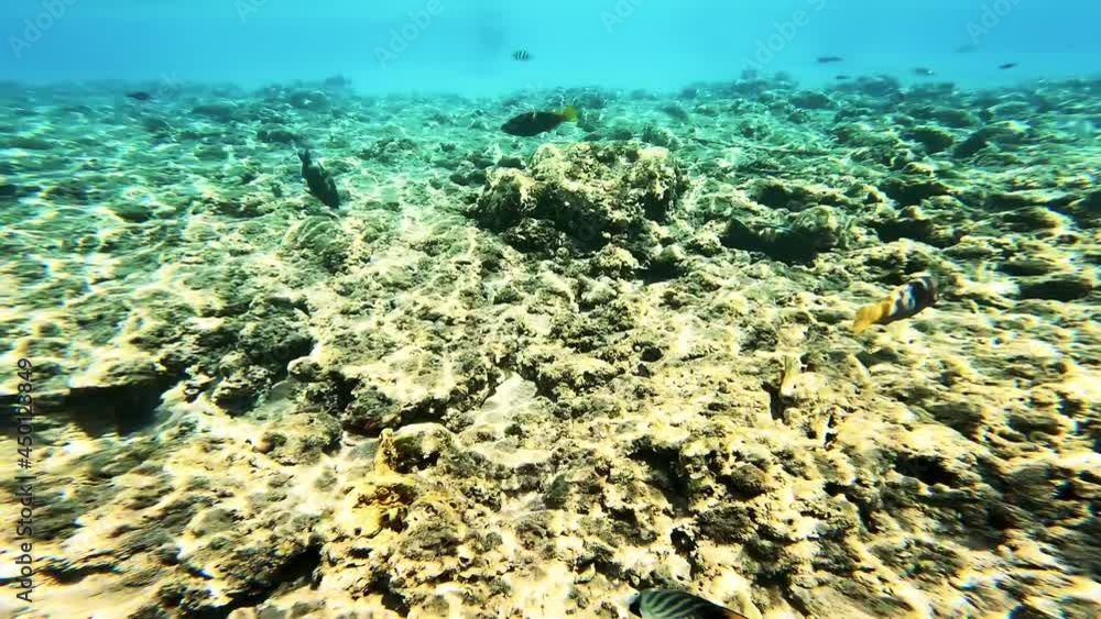 Various fishes swimming in Red Sea during summer day. Various fishes swimming in Red Sea during summer day.