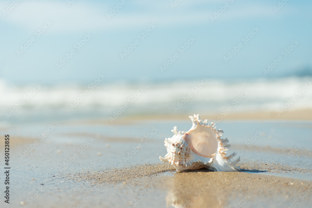 砂浜と貝殻 砂浜と貝殻