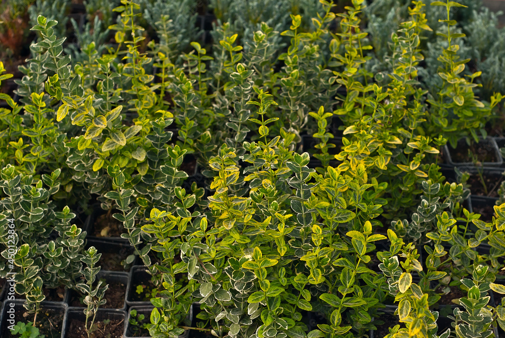 Ornamental shrubs and trees in the nursery. Small deciduous shrubs in pots. Boxwood in a greenhouse close up.
