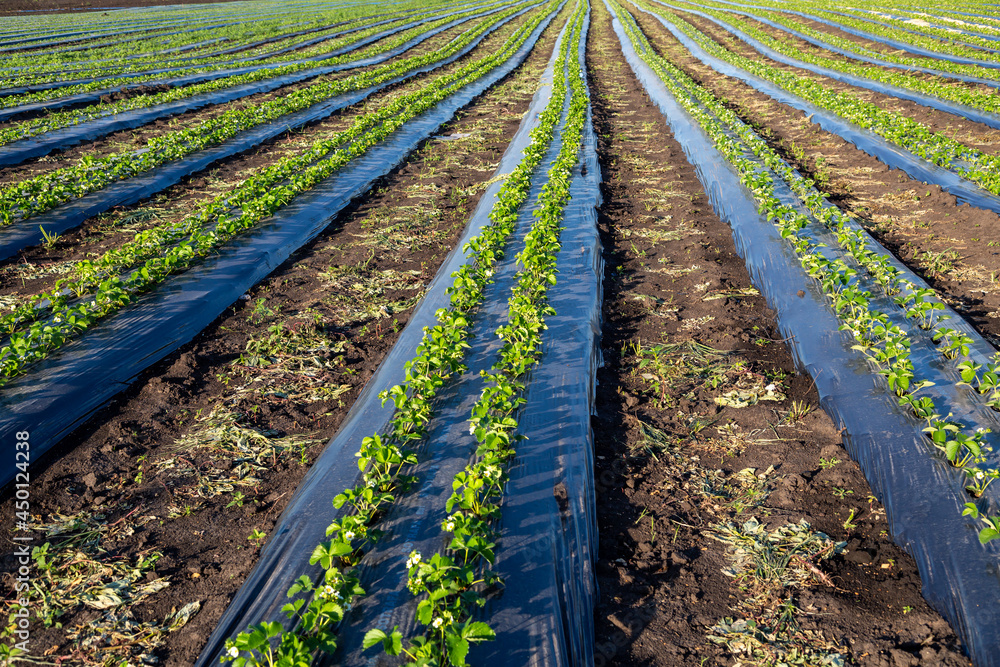Strawberry plantation under mulch foil and with drip irrigation. Plants