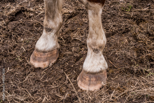 Close up of brown horse legs and hooves