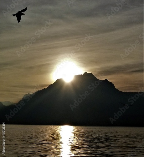 Gulls flying over mountain lakes