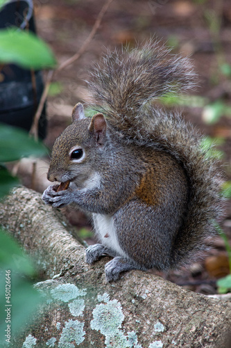 eastern gray squirrel eating seed