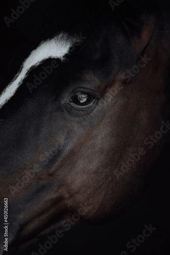 Portrait black horse black background