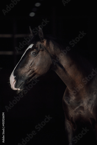Portrait black horse black background