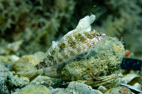 rosy blenny on bottom rubble