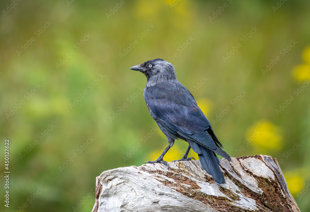 jackdaw jackdaw