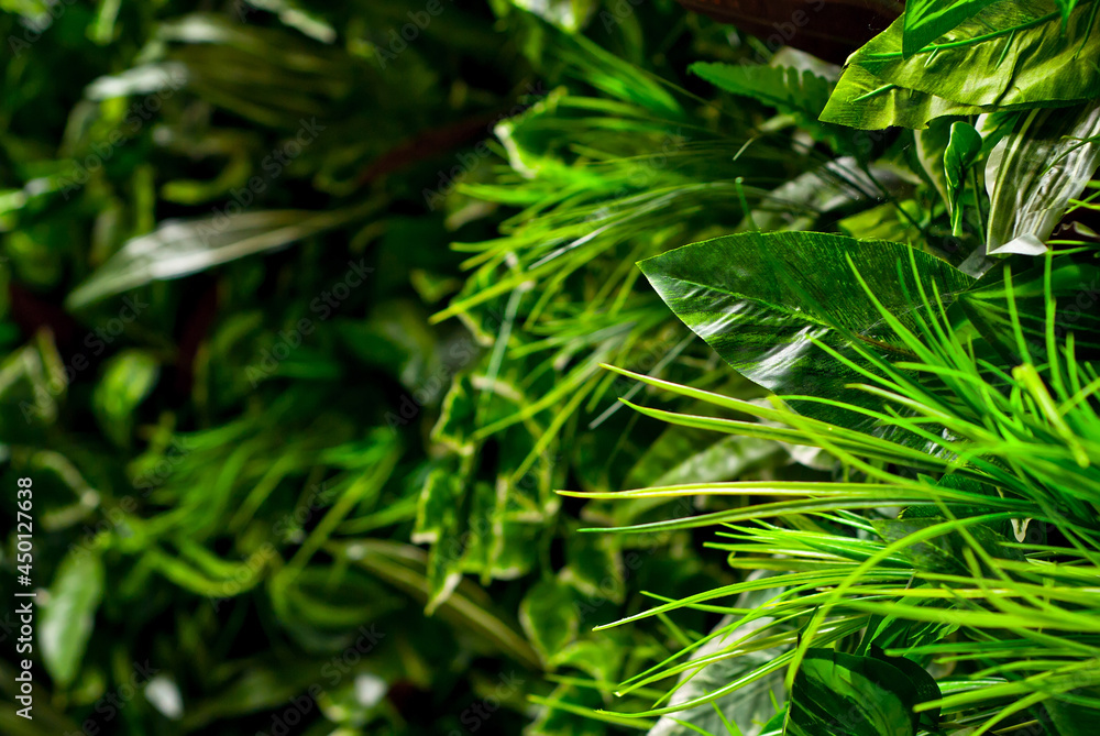 Green tropical leaves close up. Texture of jungle plants. Sharpness on the side leaf. Green tropical leaves close up. Texture of jungle plants. Sharpness on the side leaf.