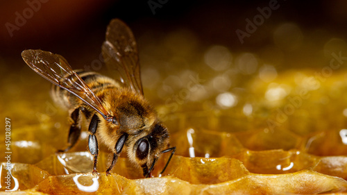 Honey bee in a hive on a frame with honeycomb and honey. Uncapped cells after honey extraction on the background. photo