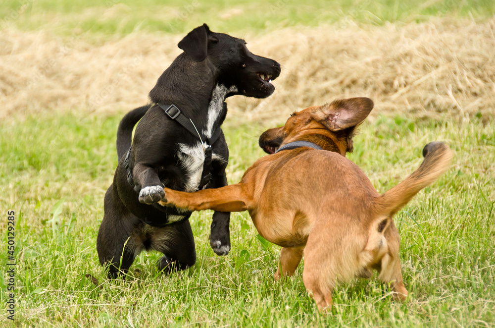 a cheerful black and an adorable brown puppy are running and playing together in the park a cheerful black and an adorable brown puppy are running and playing together in the park