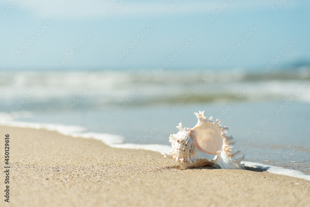 砂浜と貝殻 砂浜と貝殻