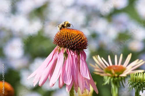 bee on flower