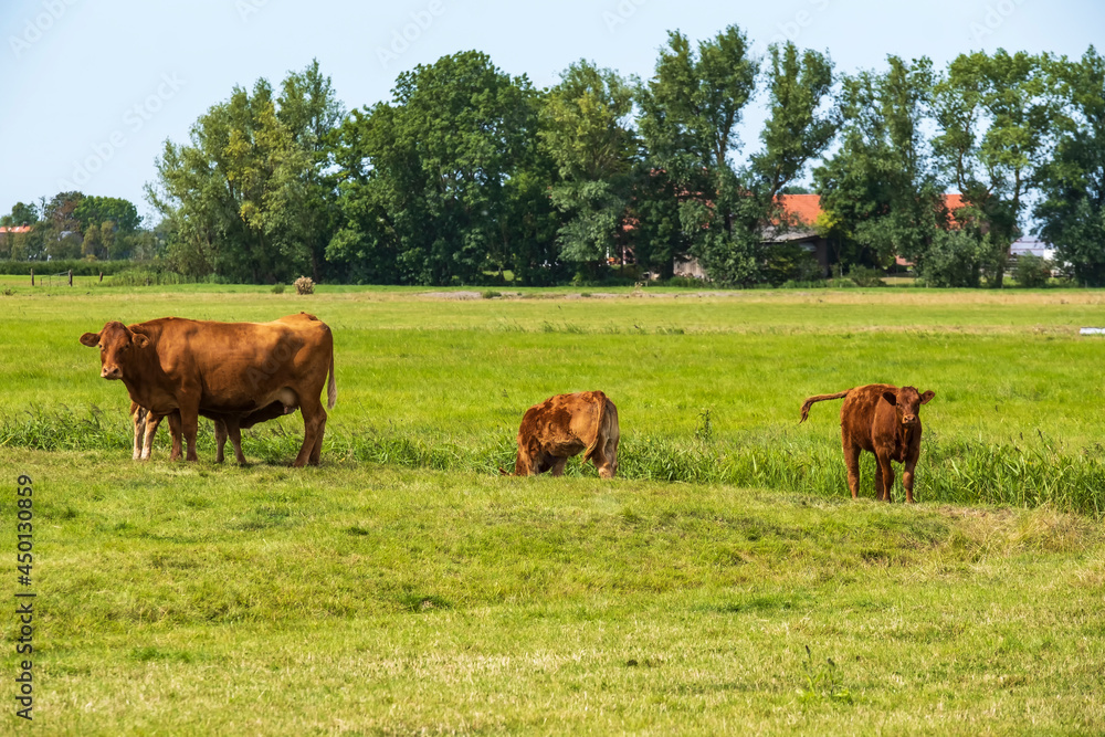 View towards a small herd of brown cows with a calf in a lush pasture 