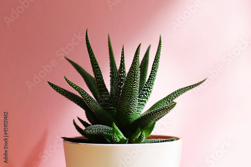 Foto Succulent haworthia in a pot on pink background