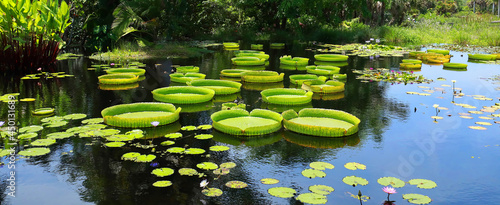 Giant Victoria amazonica water lilies growing and thriving in Naples, Florida, USA. photo