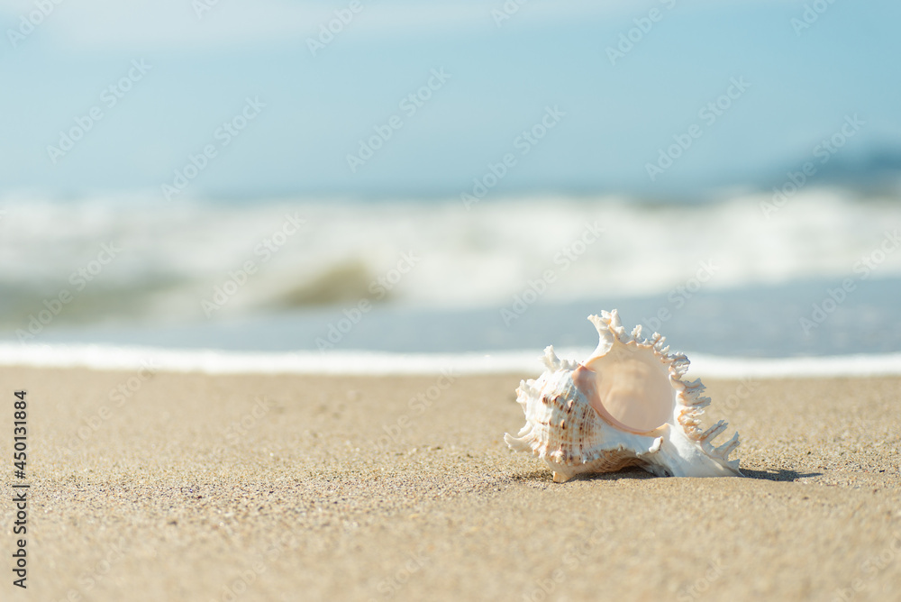 砂浜と貝殻 砂浜と貝殻