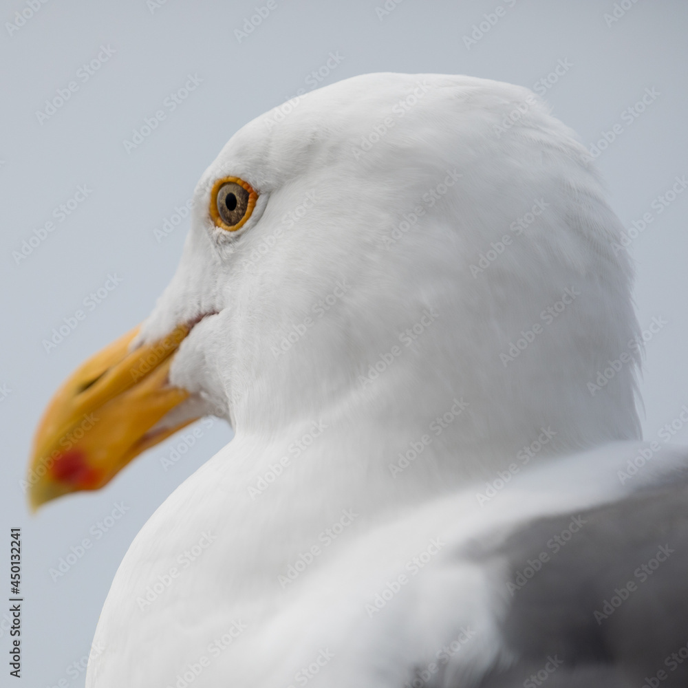 close up of a seagull