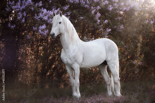 White horse in lilac