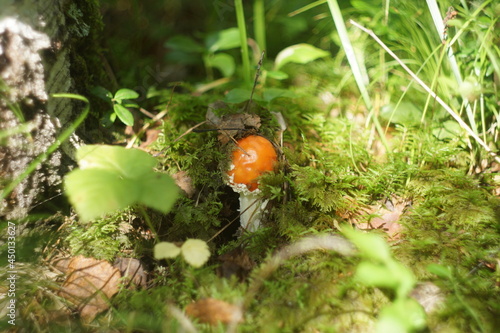 fly mushroom in forest