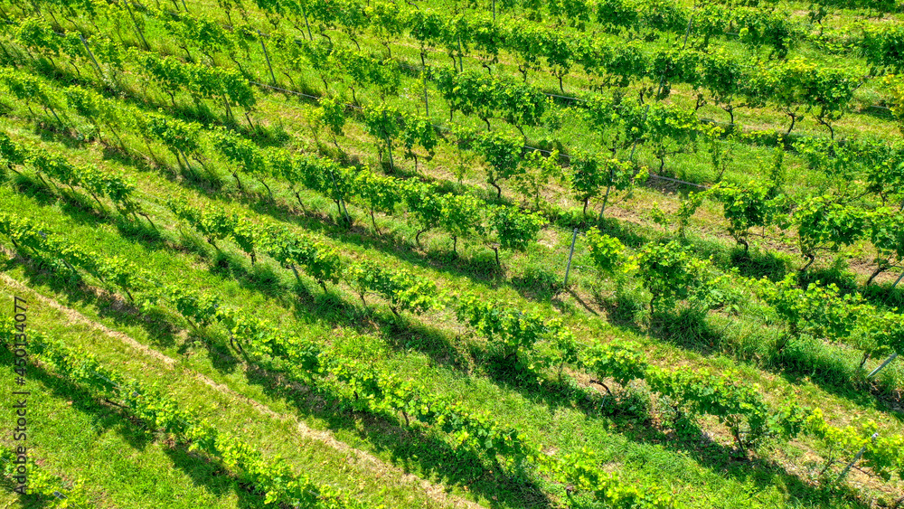 Weinreben aus der Luft aufgenommen, Schweiz (August 2021) Weinreben aus der Luft aufgenommen, Schweiz (August 2021)
