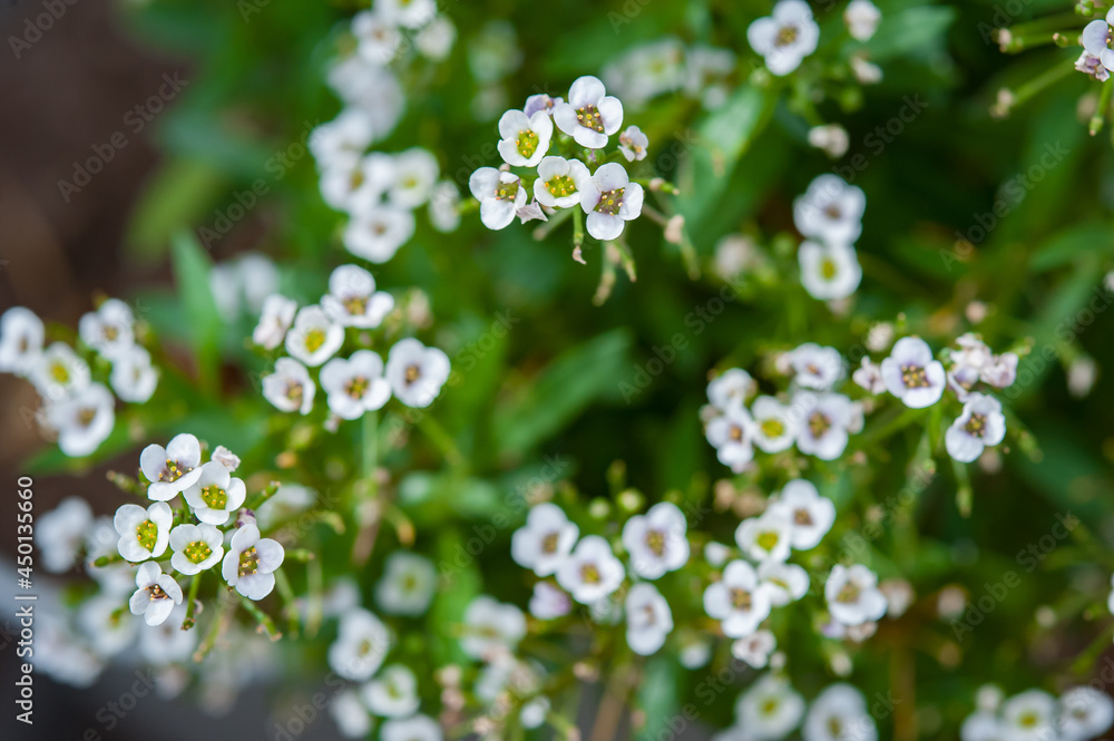 Close-up view of beautiful natural wildflowers. Nature background pattern Close-up view of beautiful natural wildflowers. Nature background pattern
