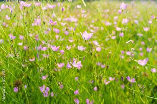 Small wild pink flowers in the field