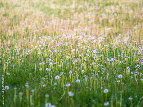 Field with white dandelion flowers. Meadow of white dandelions. Summer field. Dandelion field. spring background with white dandelions.