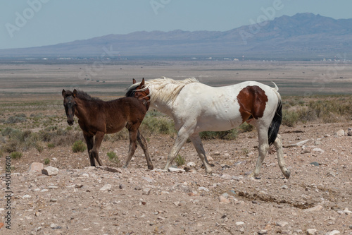 Wild Horse Stallion and Cute Foal in the Utah Desert