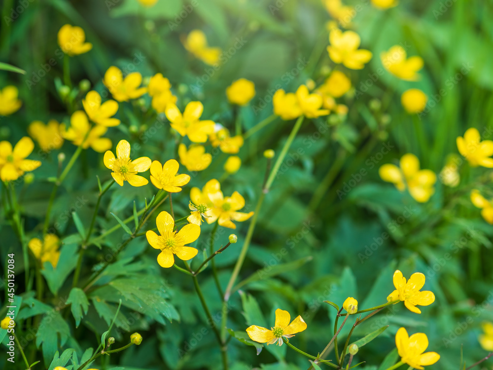 Yellow flowers of buttercup mountain Ranunculus montanus.