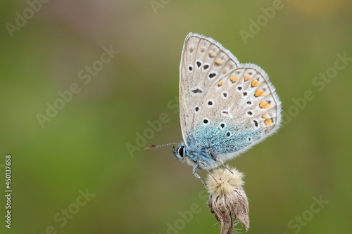 Wallpaper Mural Male common blue butterfly (Polyommatus icarus) rests on a dry stipe. Torontodigital.ca