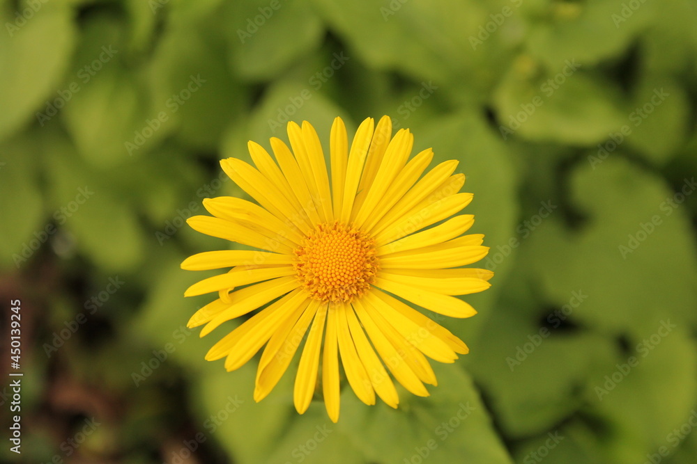 top view at a yellow marguerite flower with a green background closeup in the garden in springtime top view at a yellow marguerite flower with a green background closeup in the garden in springtime
