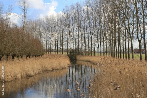 a beautiful natural landscape with a meandering channel with reed beds and willow trees and reflection of the long popular trees in the water in winter in holland