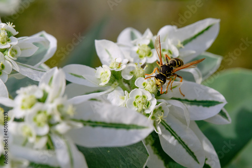 Euphorbia marginata. Flowers close-up. Day. A wasp sits on a flower.