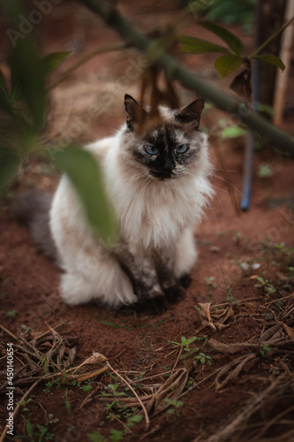 brazil cat