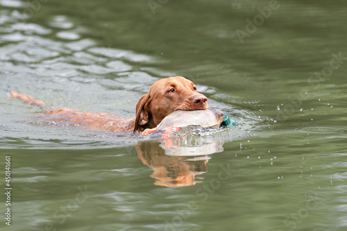 Jagdhund apportiert im Wasser
