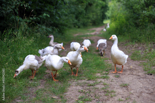 geese on a forest path, chasing a stranger