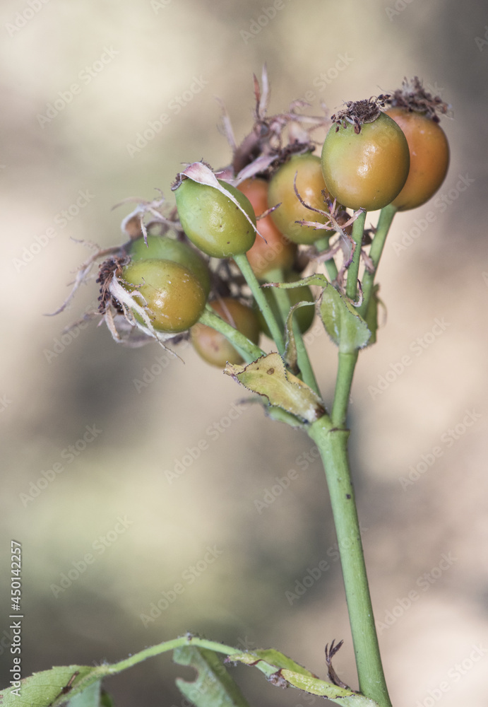 Rosa species rose hip fruits of this green and orange prickly shrub still immature on green unfocused background Rosa species rose hip fruits of this green and orange prickly shrub still immature on green unfocused background