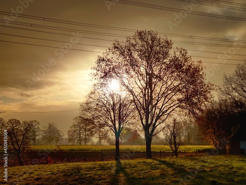 Early morning with dew in trees in Borghorst, Germany photo