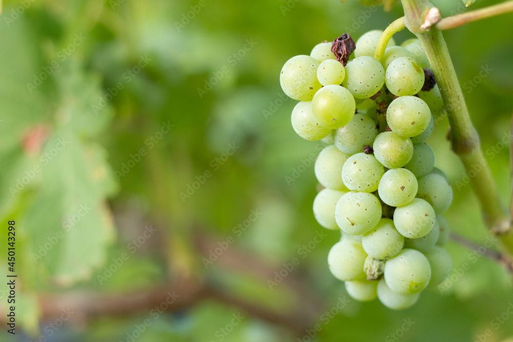 White grapes on branch on vineyard