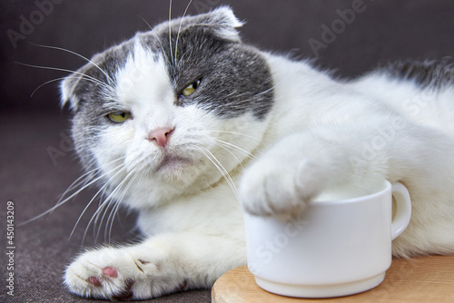 A fold-eared cat put its paw on a cup of coffee.