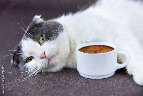 A fold-eared cat lies near a cup of coffee.