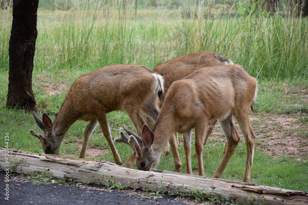 Fototapeta premium Deer eating in high grass