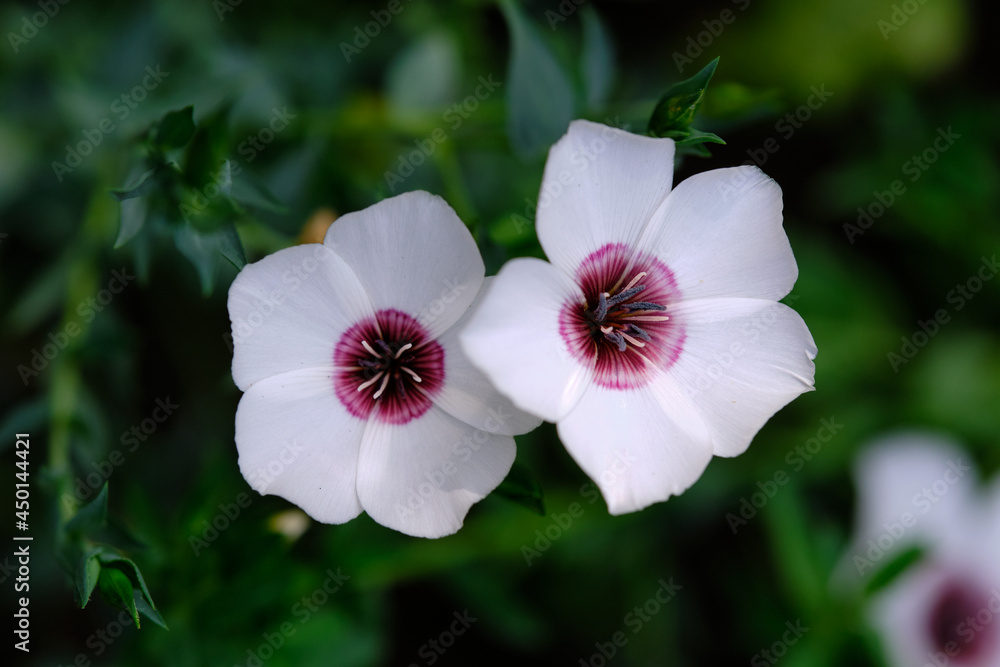 Fototapeta premium Flax 