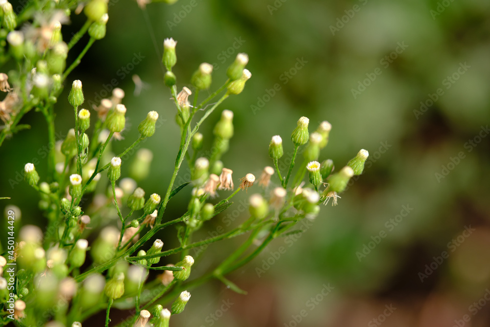 Small-petal canadian. Buds. Green blurred background, day. Erígeron canadénsis Small-petal canadian. Buds. Green blurred background, day. Erígeron canadénsis